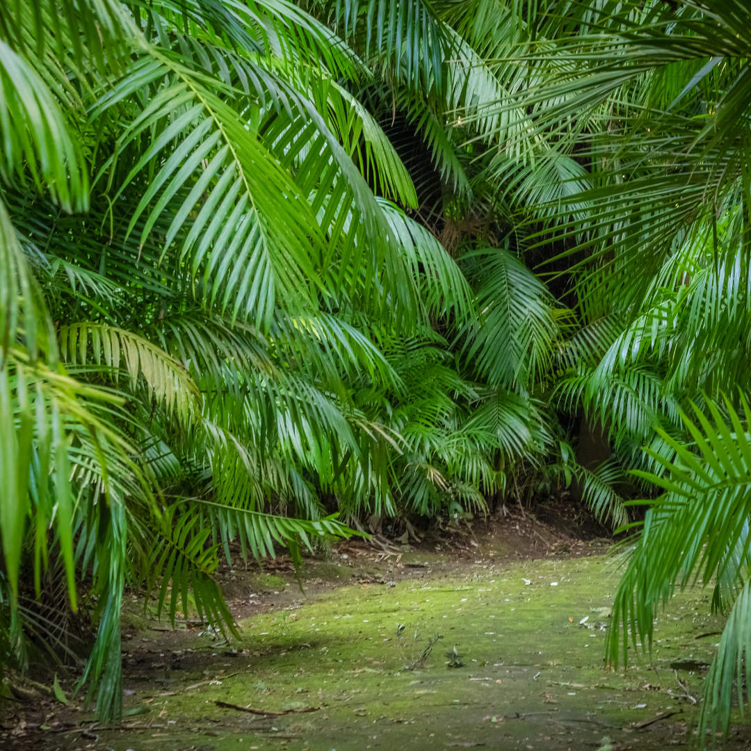 Combi deal - Kentia palm in pot Elho wit Ø26 - 160 cm