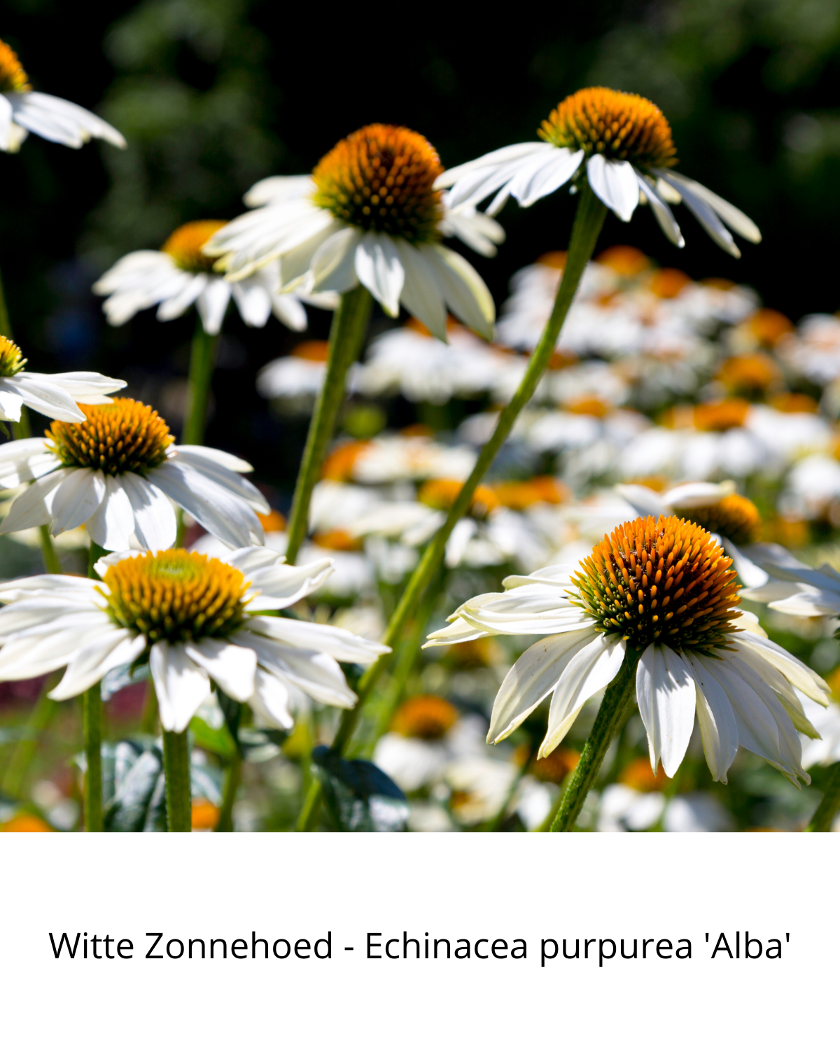 Easy Borderpakket | Poprock | Vanaf 3 m2