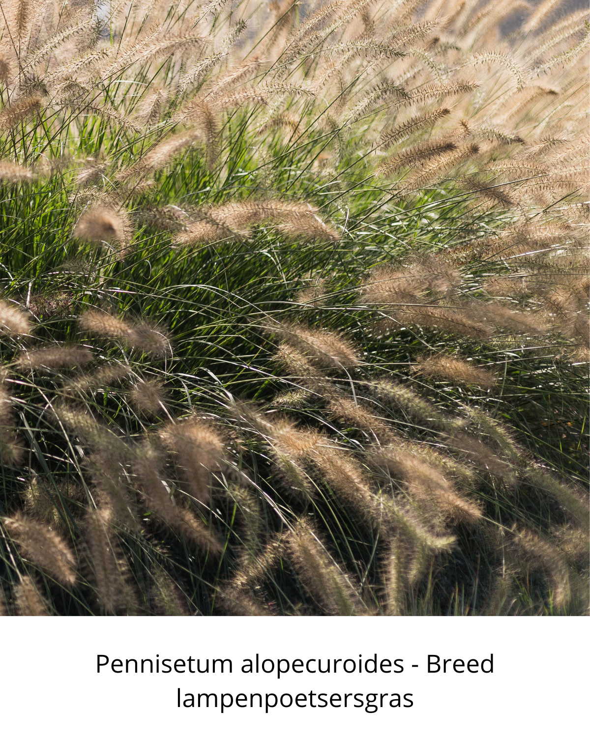 Easy Borderpakket | Country | Vanaf 3 m2