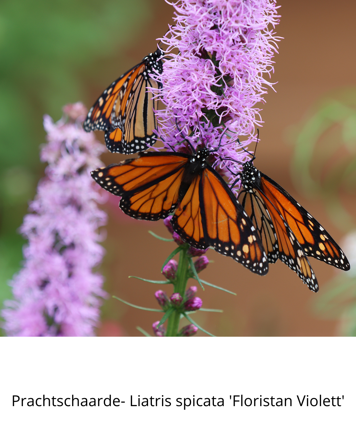 Easy Borderpakket | Disco | Vanaf 3 m2