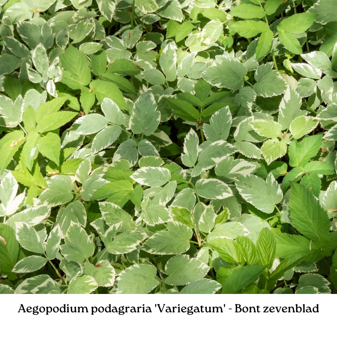 Easy Borderpakket | Rootsrock | Vanaf 3 m2