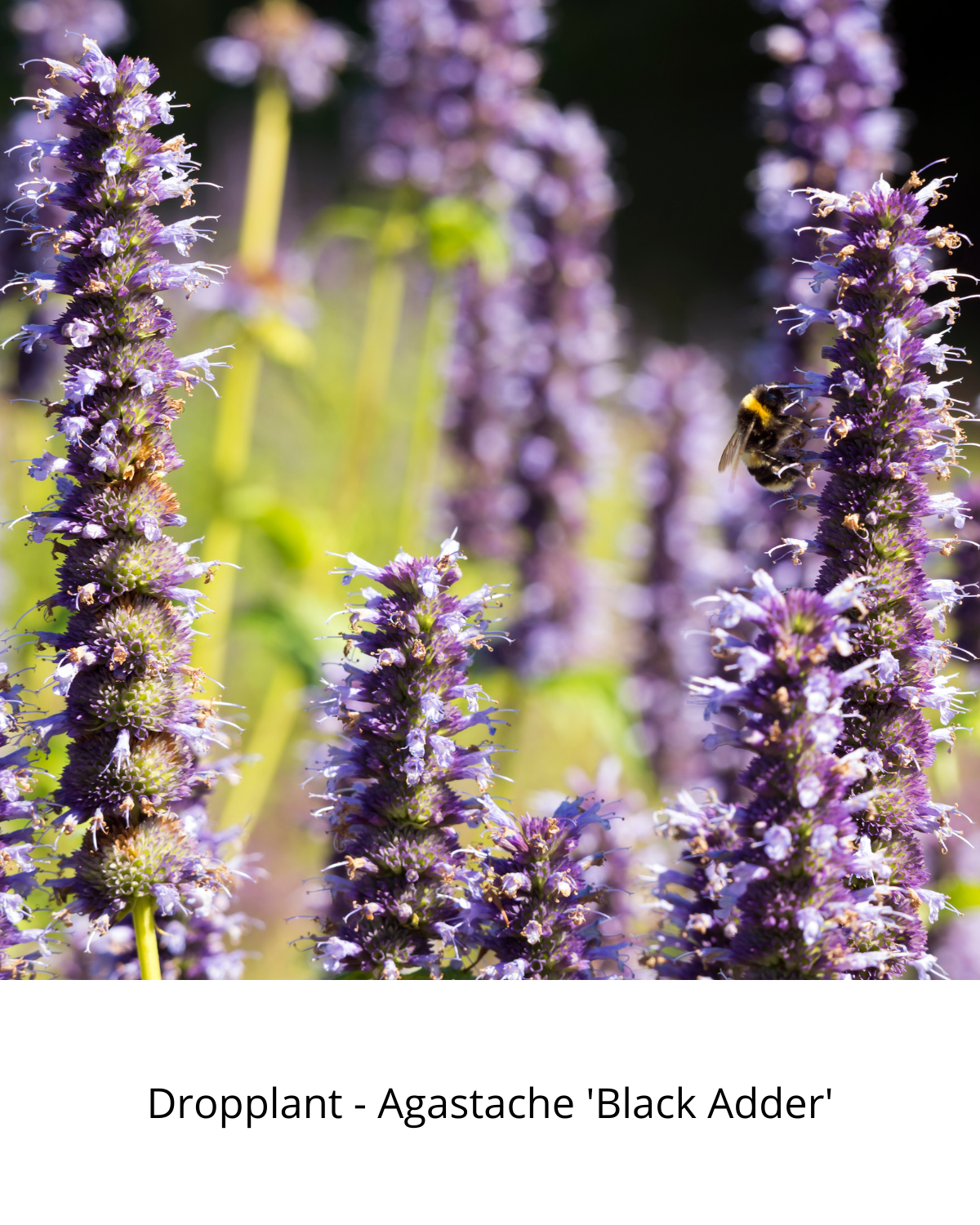 Easy Borderpakket | Mix-in-pot | Paars