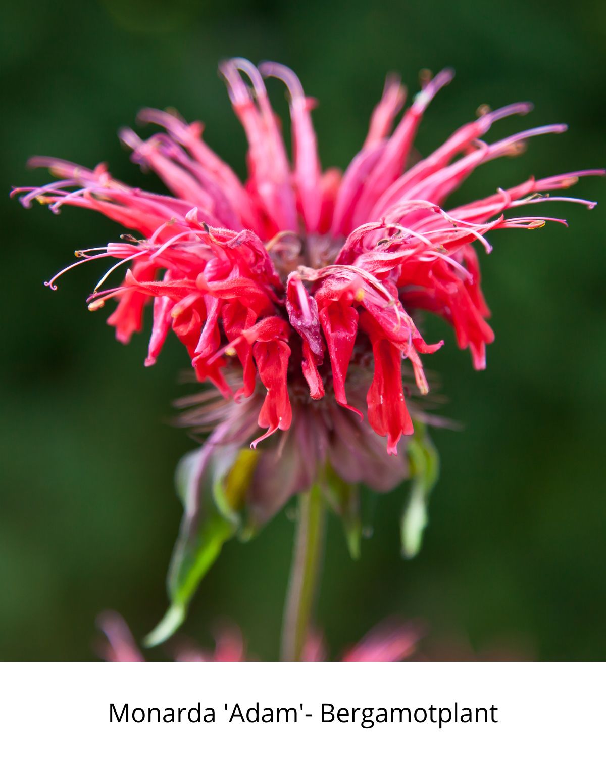 Easy Borderpakket | Happy-Hardcore | Vanaf 3 m2