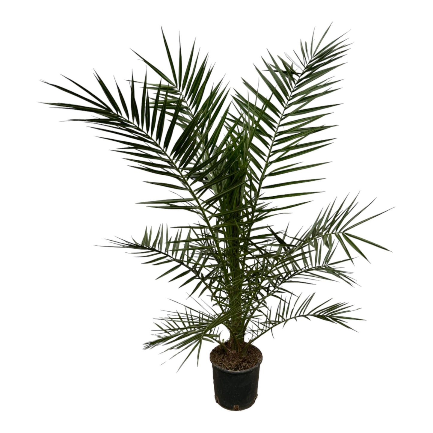 3x Phoenix Canariensis - 80 cm - Ø15