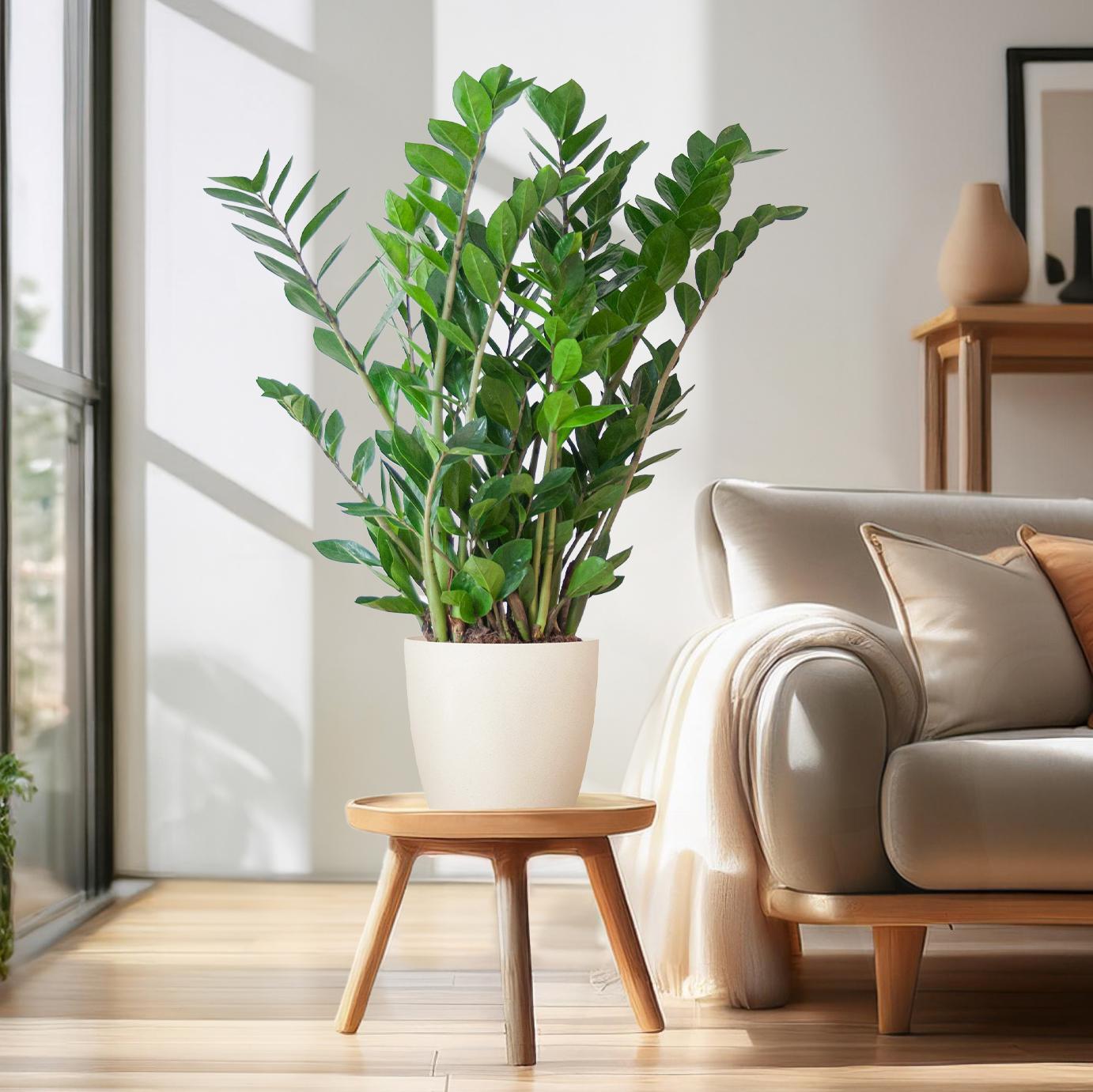 Zamioculcas Zamiifolia - Ø14 - ↨50cm