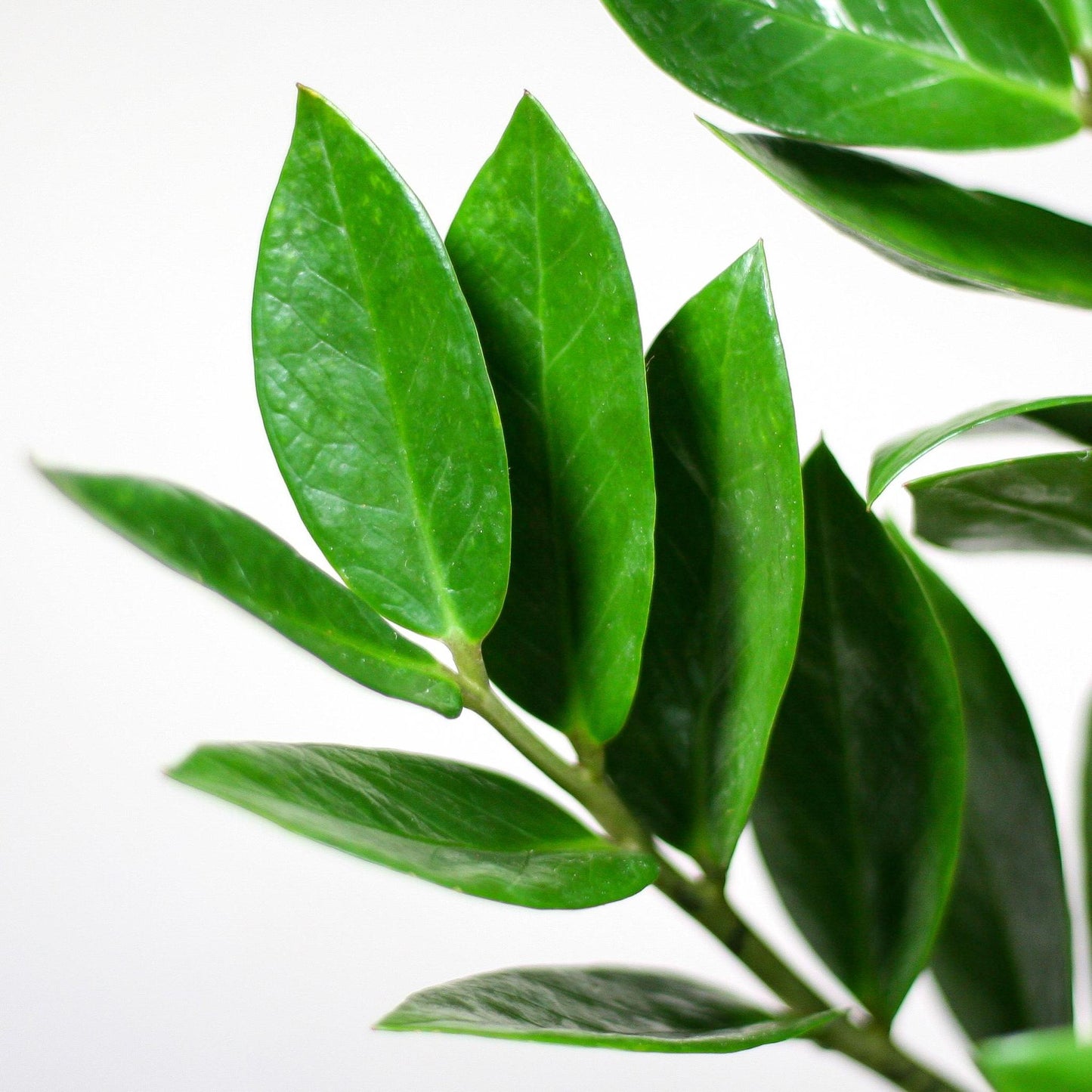 Zamioculcas Zamiifolia - Ø17cm - ↕60cm