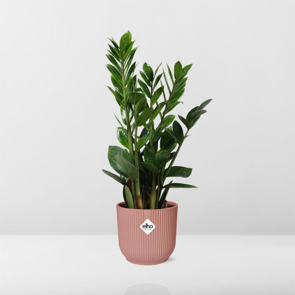 Zamioculcas Zamiifolia – Hoogte 45-50 in 14 cm pot Elho roze