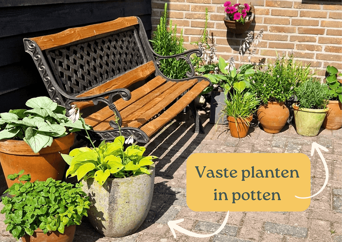 4 cotes plantes Fruits du 4 cts (Tetrapleura)  pice & infusion traditionnelle d'Afrique