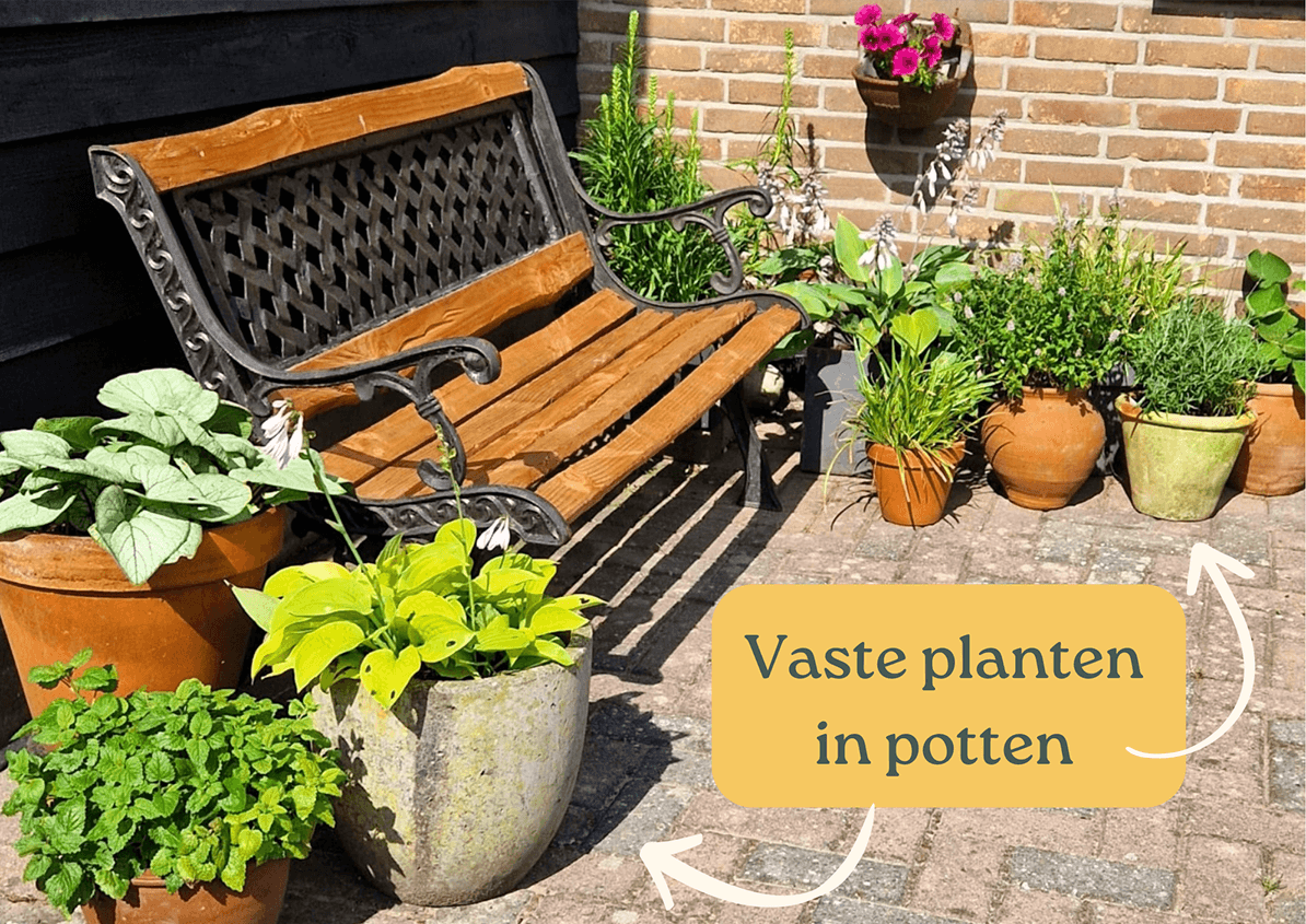 Waarom vaste planten in potten sfeer brengen op je terras