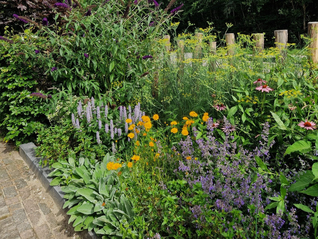 Het najaar is dé perfecte tijd om vaste planten in de grond te zetten 