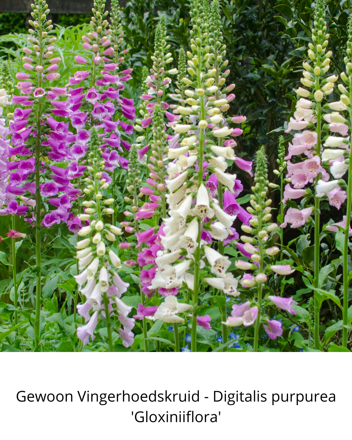 Easy Borderpakket | Lounge | Vanaf 3 m2