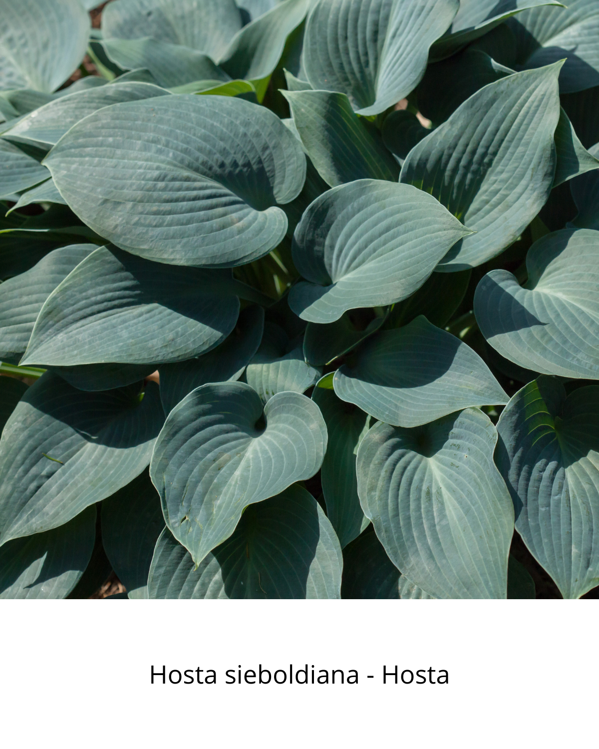 Easy Borderpakket | Klassiek | Vanaf 3 m2