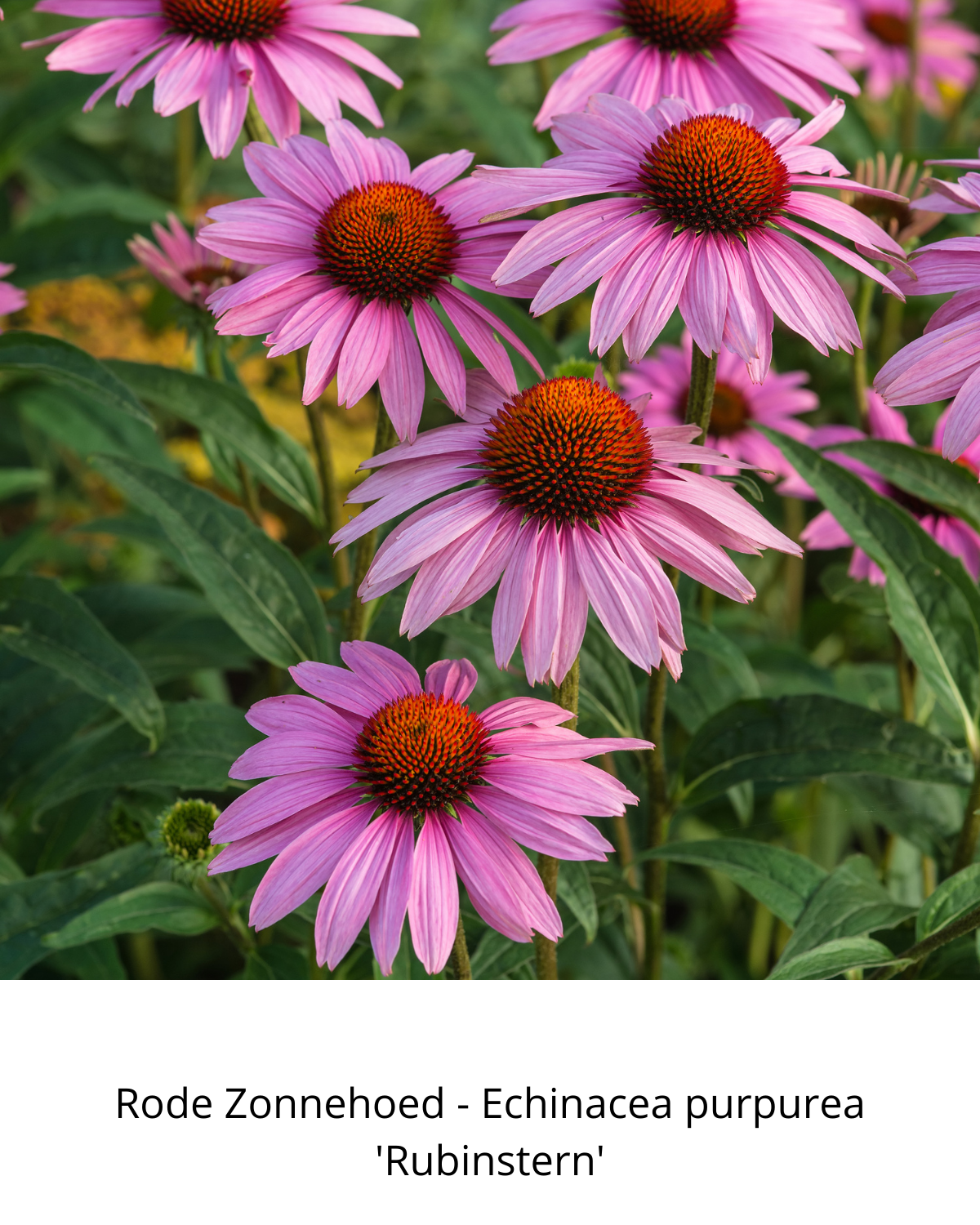 Easy Borderpakket | Bluegrass | Vanaf 3 m2