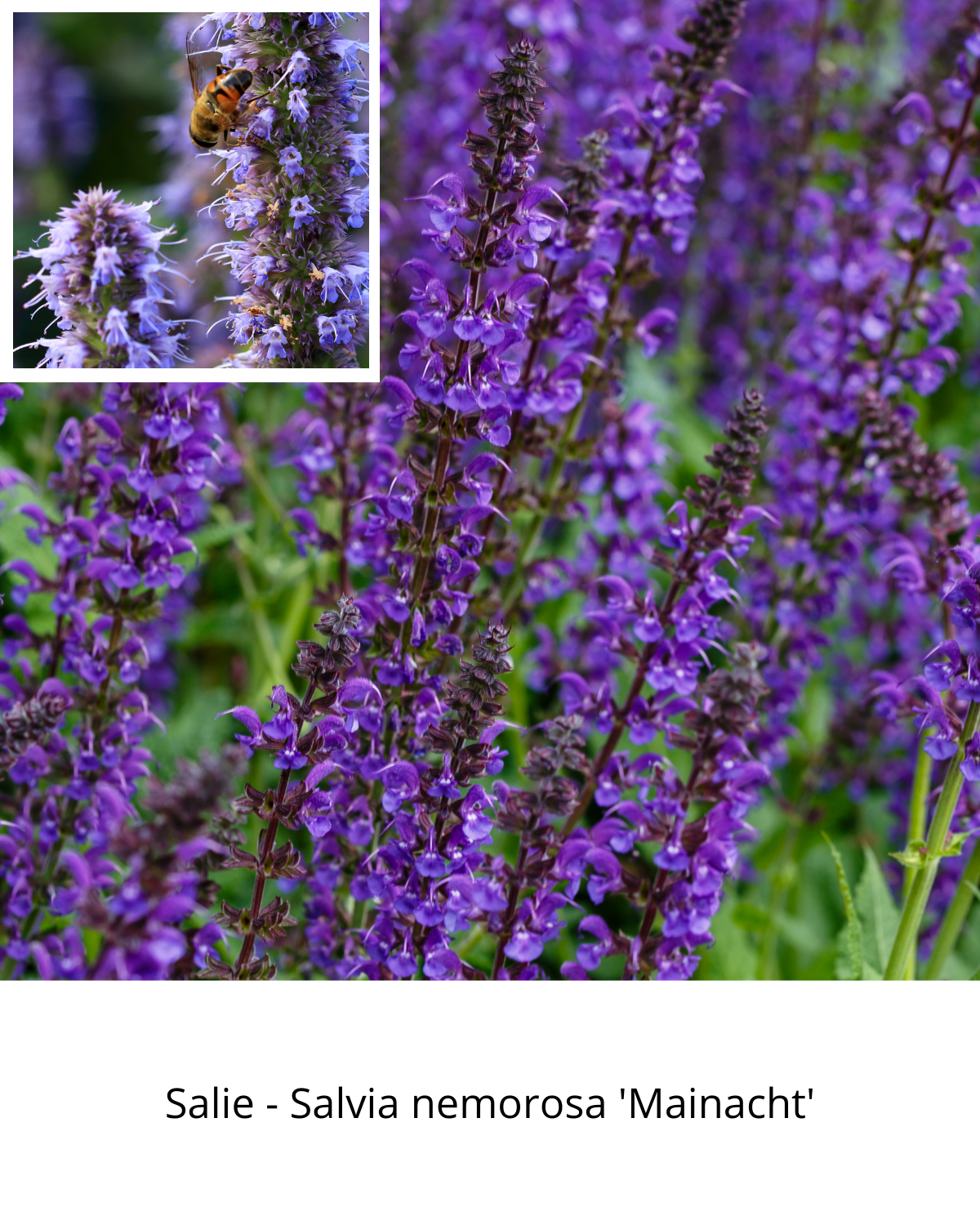 Easy Borderpakket | Disco | Vanaf 3 m2