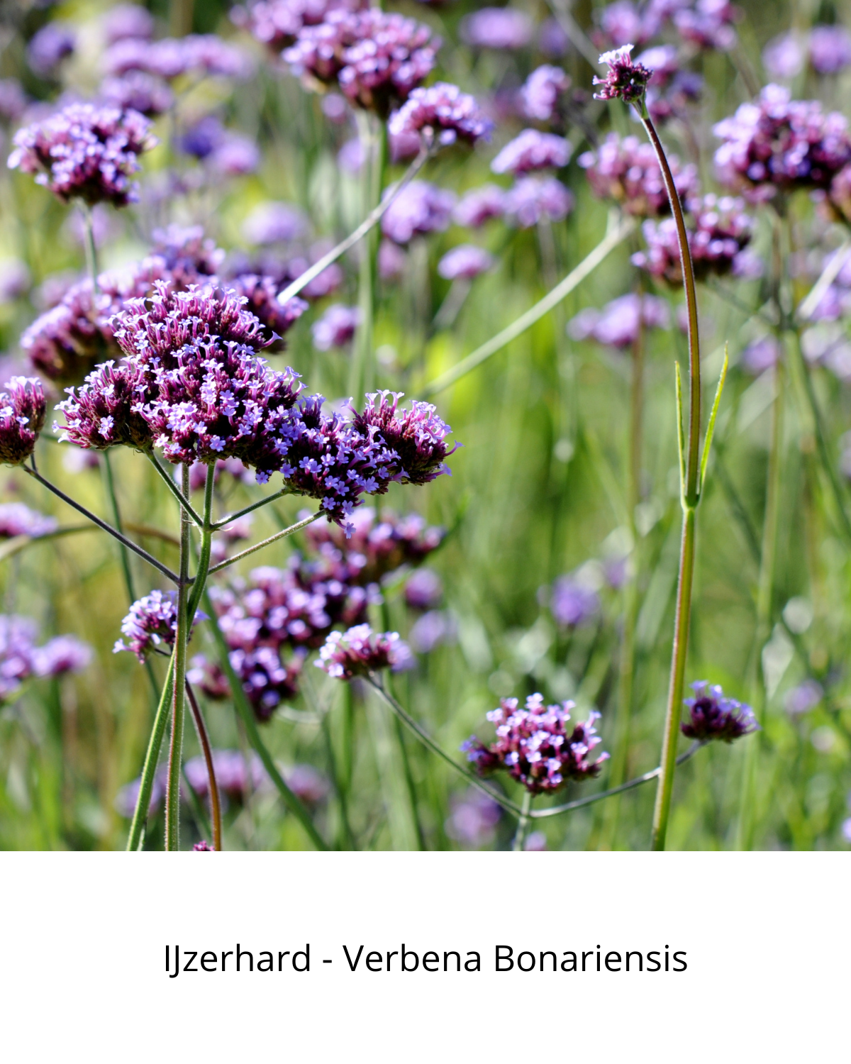 Easy Borderpakket | Rock 'n Roll | Vanaf 3 m2