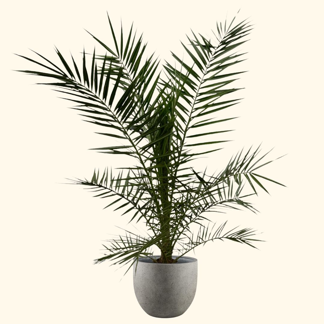 Pot Grigio New Egg Natural Concrete - D65