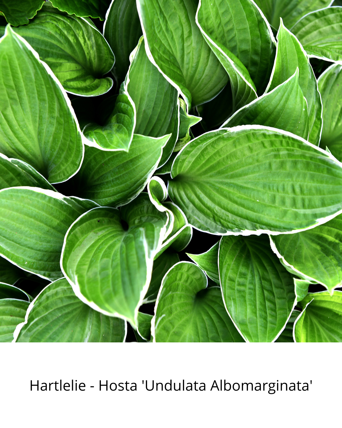 Easy Borderpakket | Lounge | Vanaf 3 m2