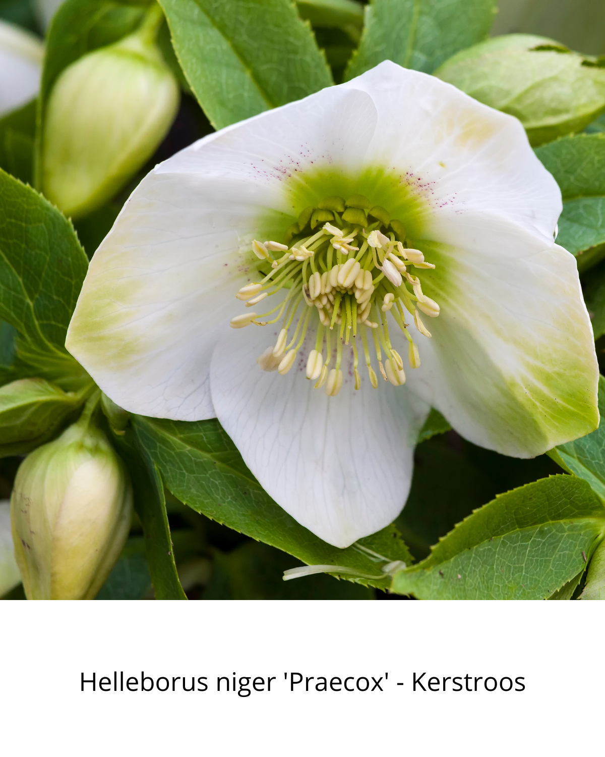 Easy Borderpakket | Klassiek | Vanaf 3 m2