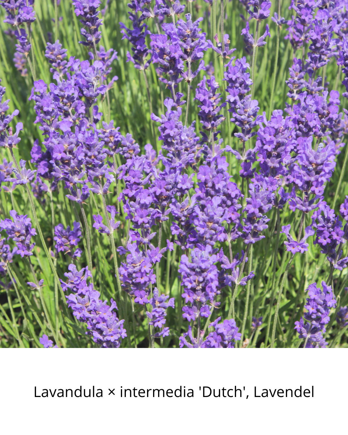 Easy Borderpakket | Poprock | Vanaf 3 m2