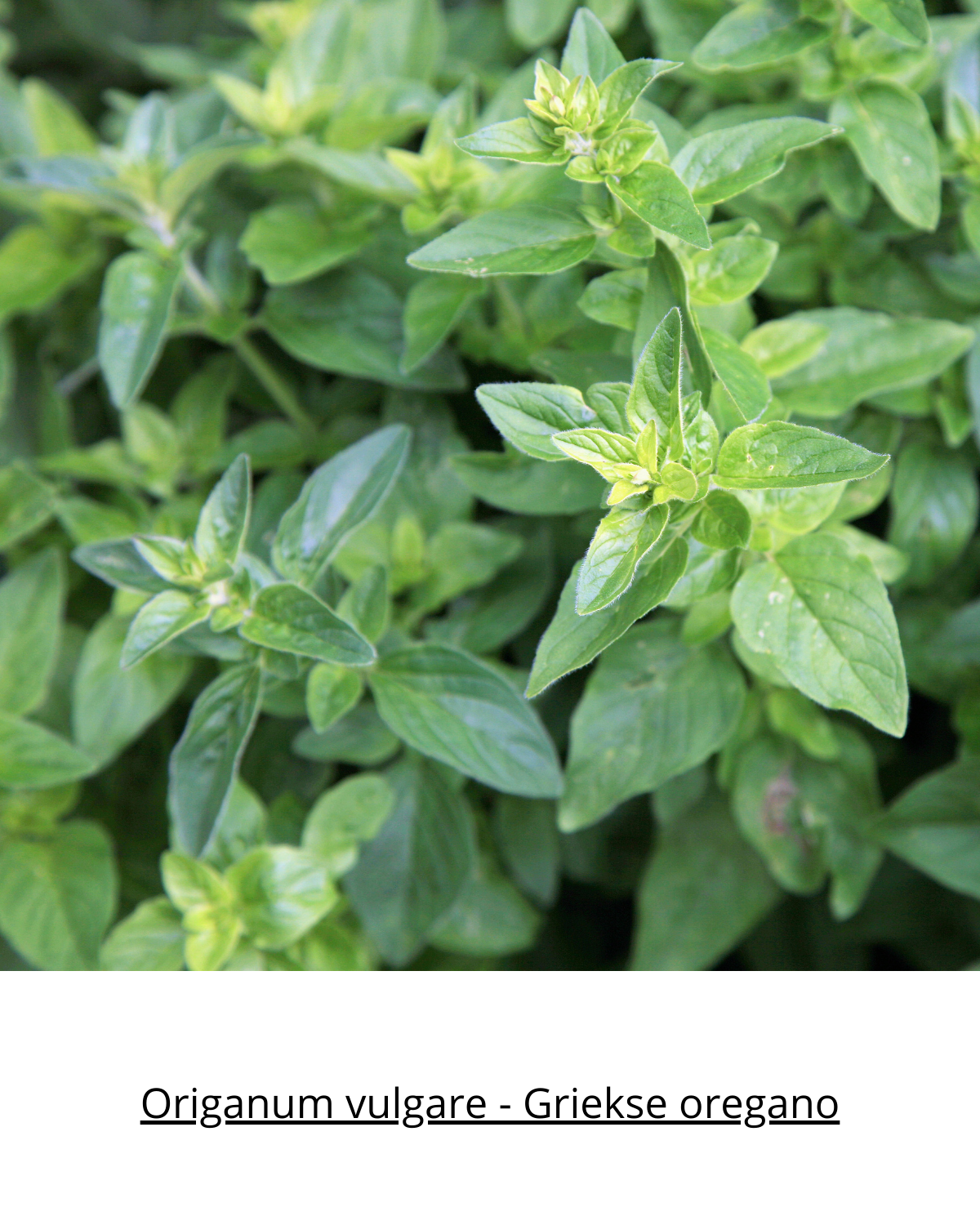 Easy Borderpakket | Engelse Wals | Vanaf 3 m2