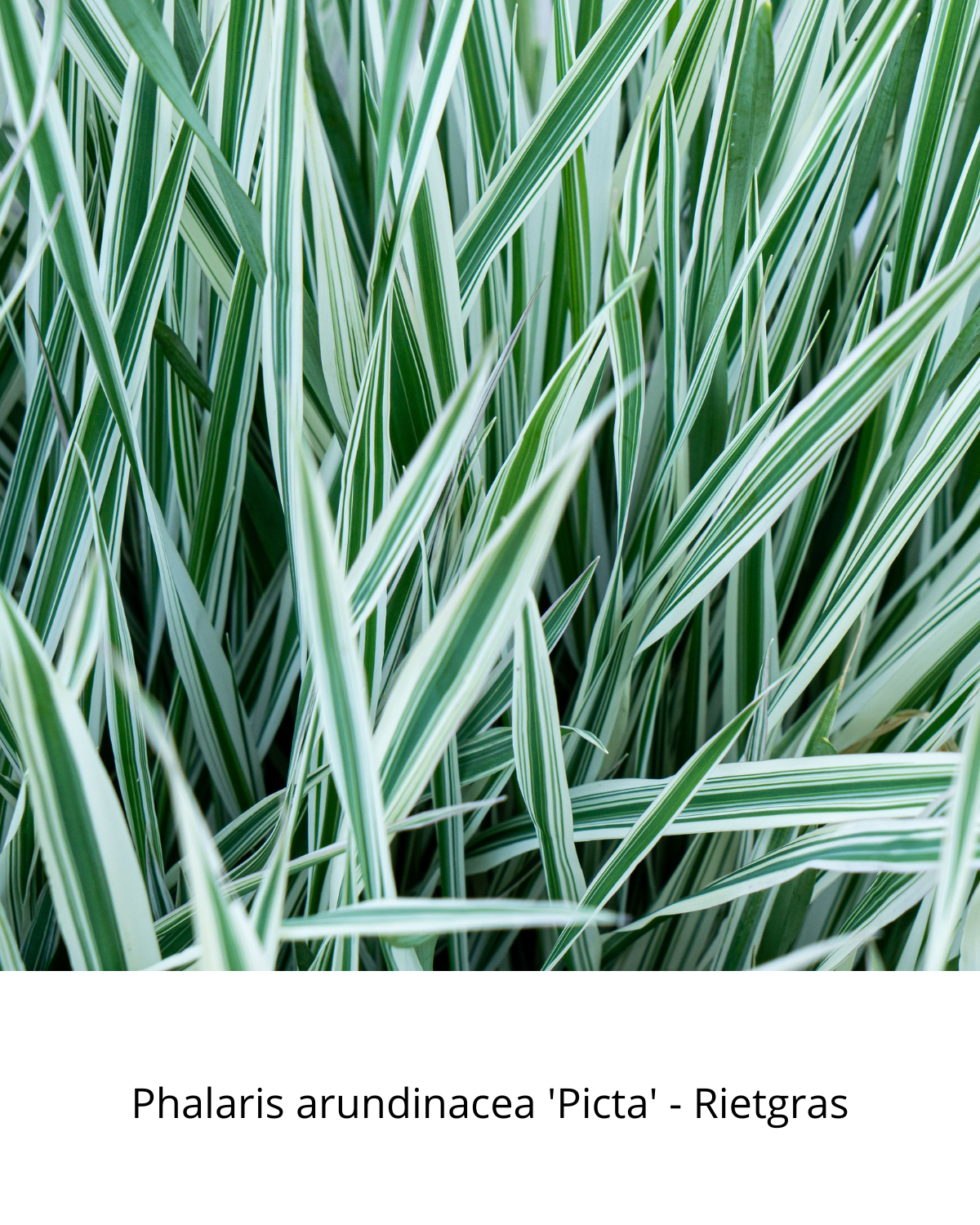 Easy Borderpakket | Country | Vanaf 3 m2