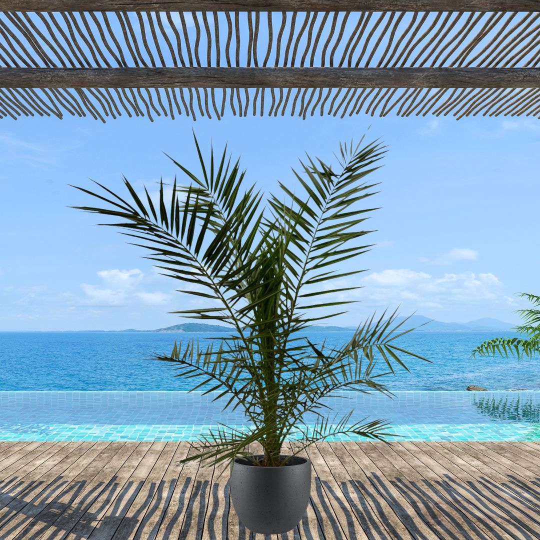 3x Phoenix Canariensis - 80 cm - Ø15