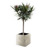 Nerium Oleander op stam - witte bloem - 90cm - Ø30