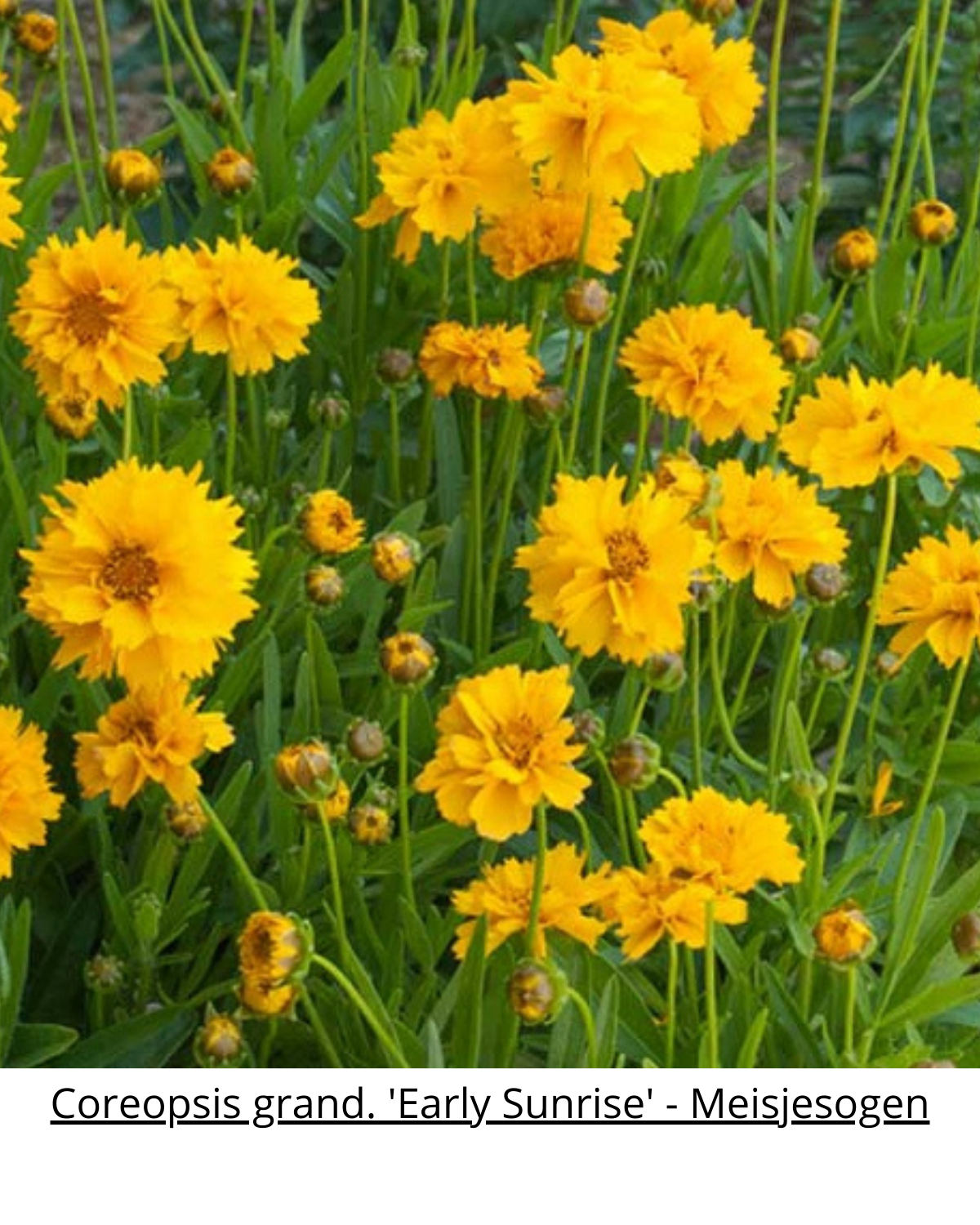 Easy Borderpakket | Disco | Vanaf 3 m2