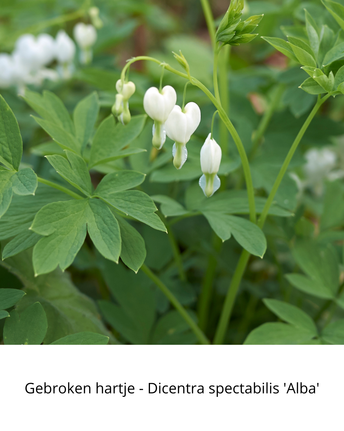 Easy Borderpakket | Lounge | Vanaf 3 m2