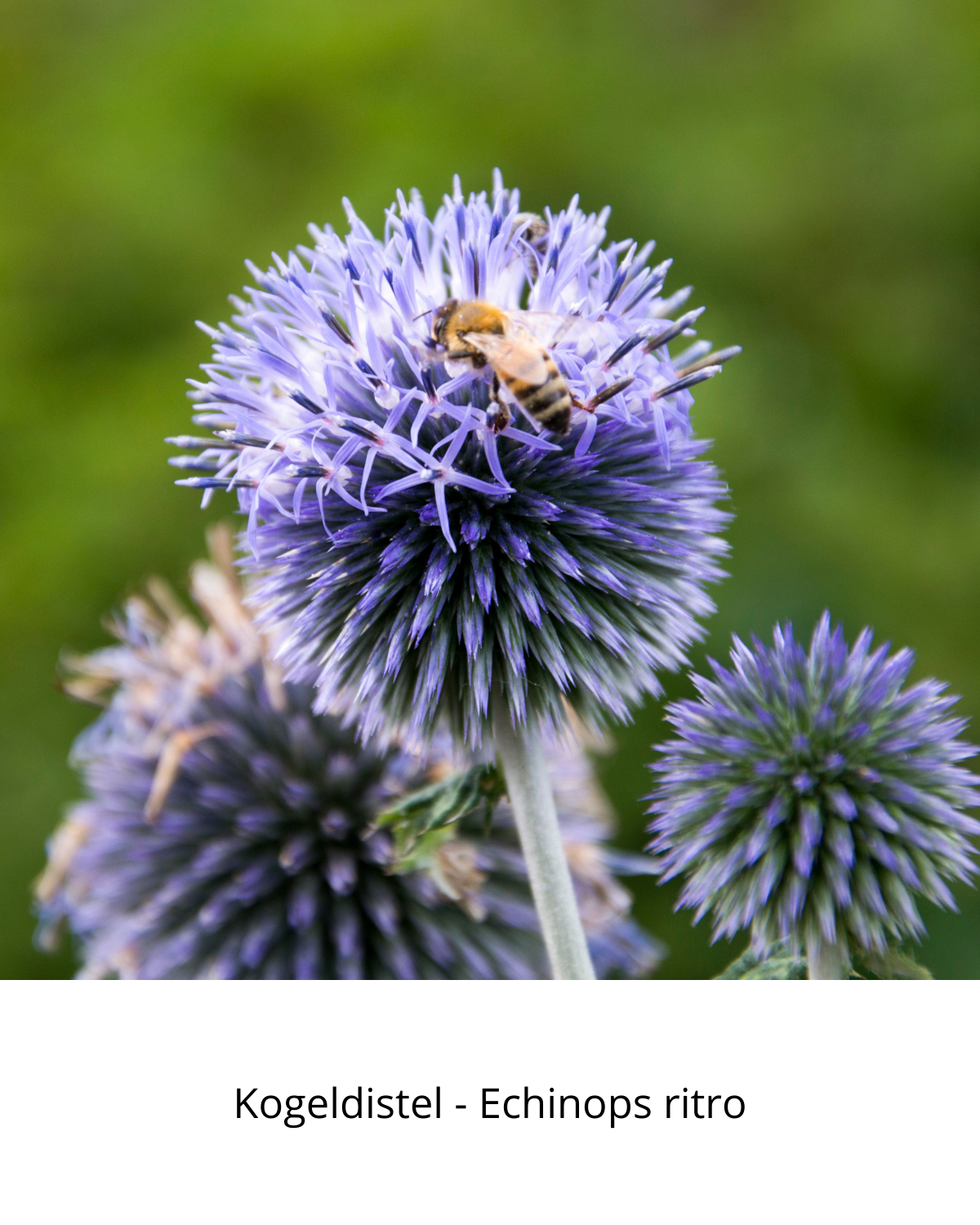 Easy Borderpakket | Rock 'n Roll | Vanaf 3 m2