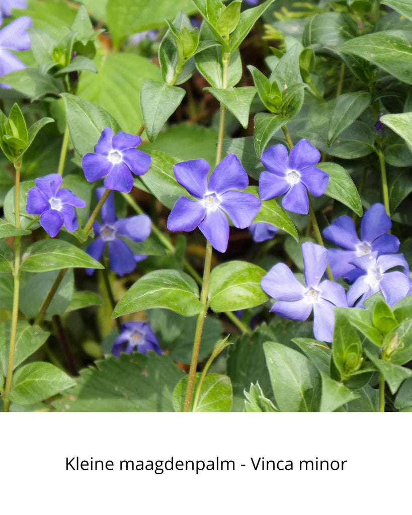 Easy Borderpakket | Rootsrock | Vanaf 3 m2