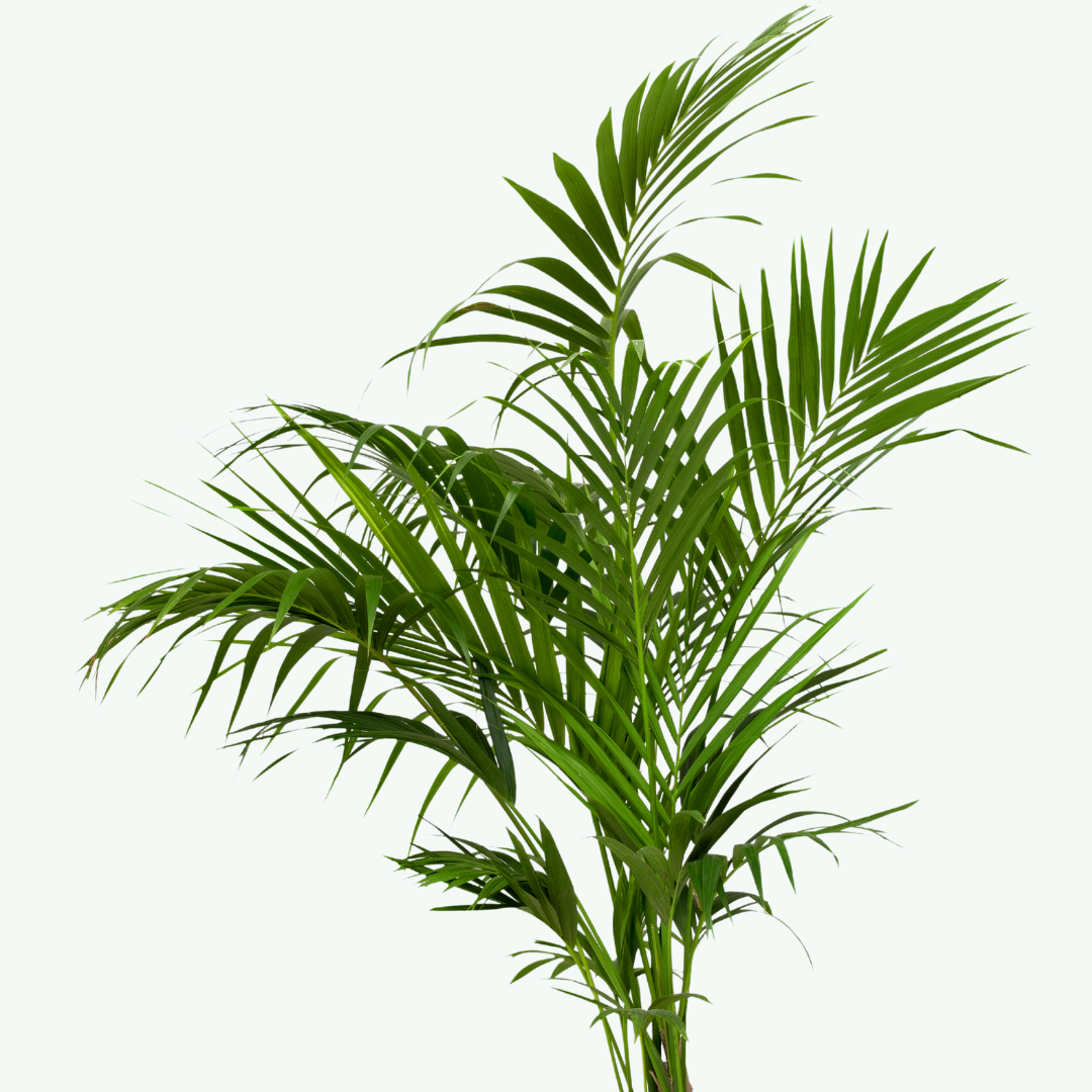 Combi deal - Kentia palm in pot Elho blauw Ø22 - 130 cm