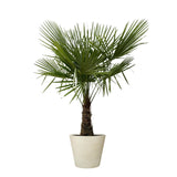 Trachycarpus - Waaierpalm- 180cm- Ø30