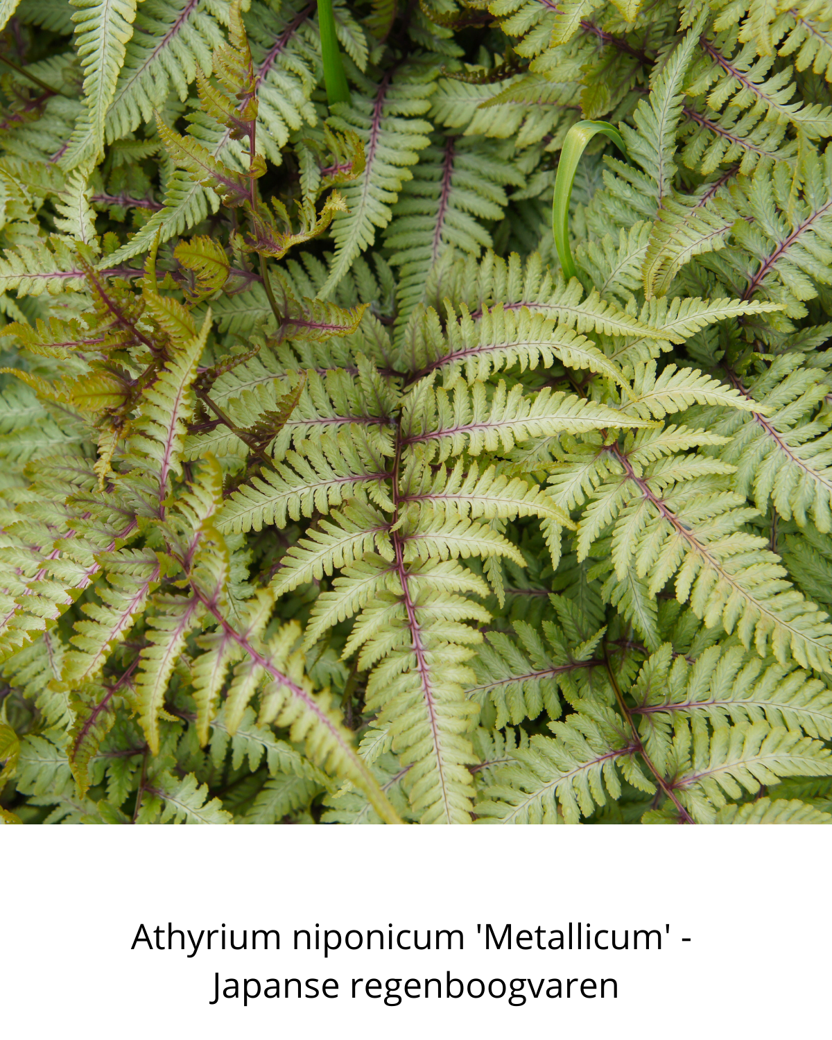 Easy Borderpakket | Klassiek | Vanaf 3 m2