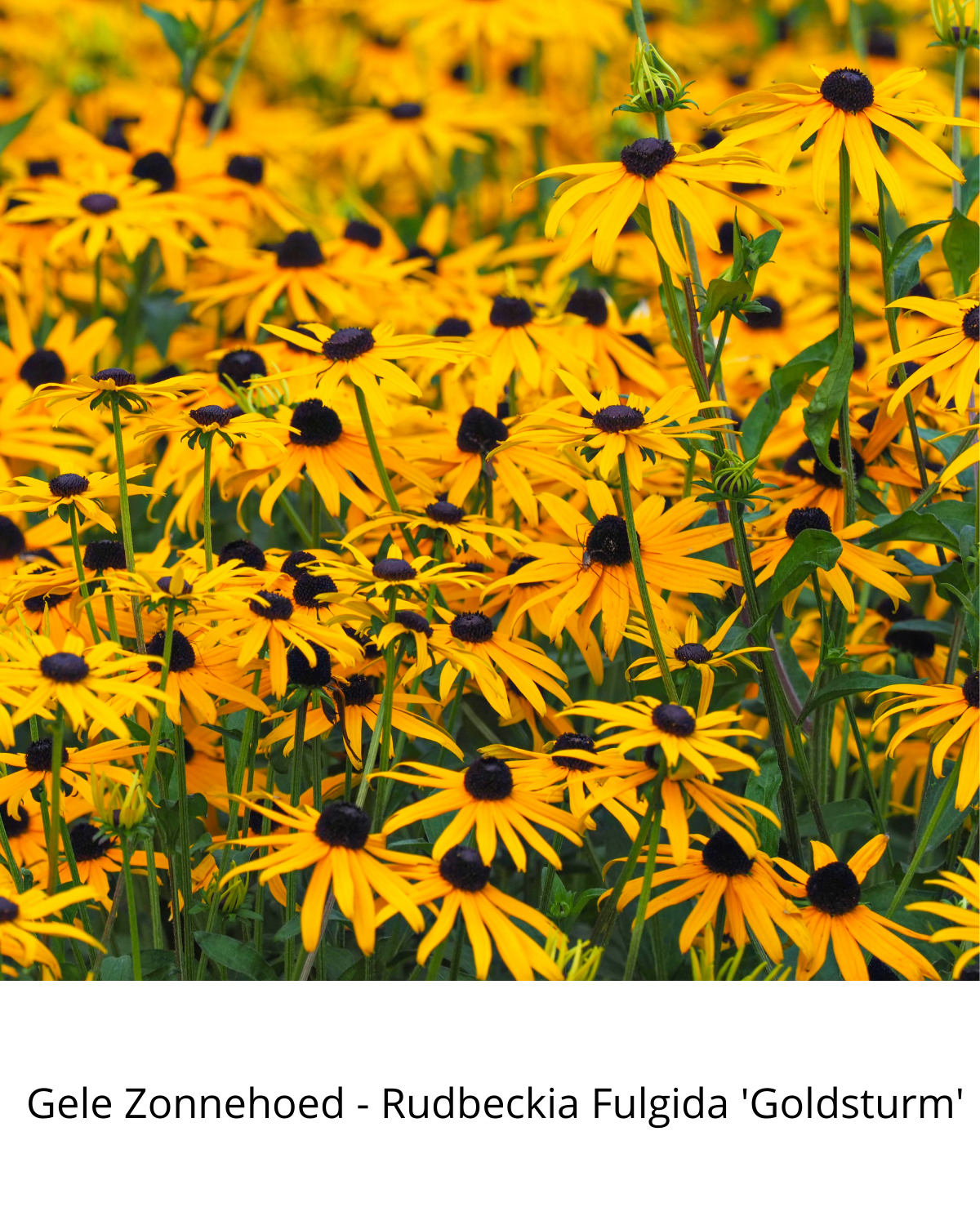 Easy Borderpakket | Rock 'n Roll | Vanaf 3 m2