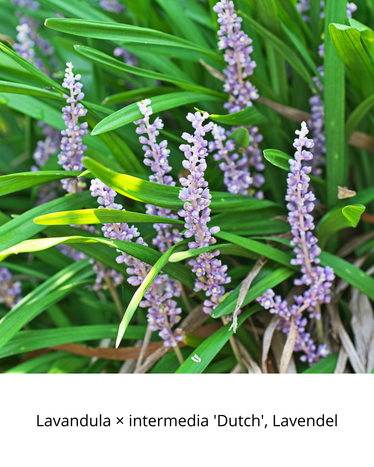 Easy Borderpakket | Lounge | Vanaf 3 m2