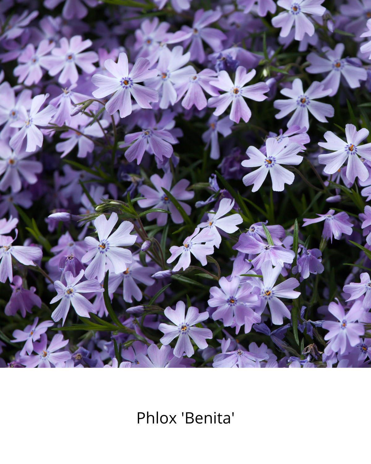 Easy Borderpakket | Disco | Vanaf 3 m2