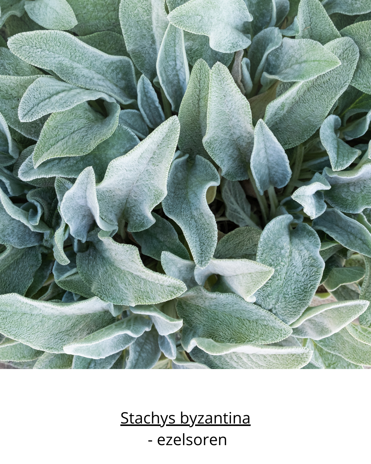 Easy Borderpakket | Country | Vanaf 3 m2