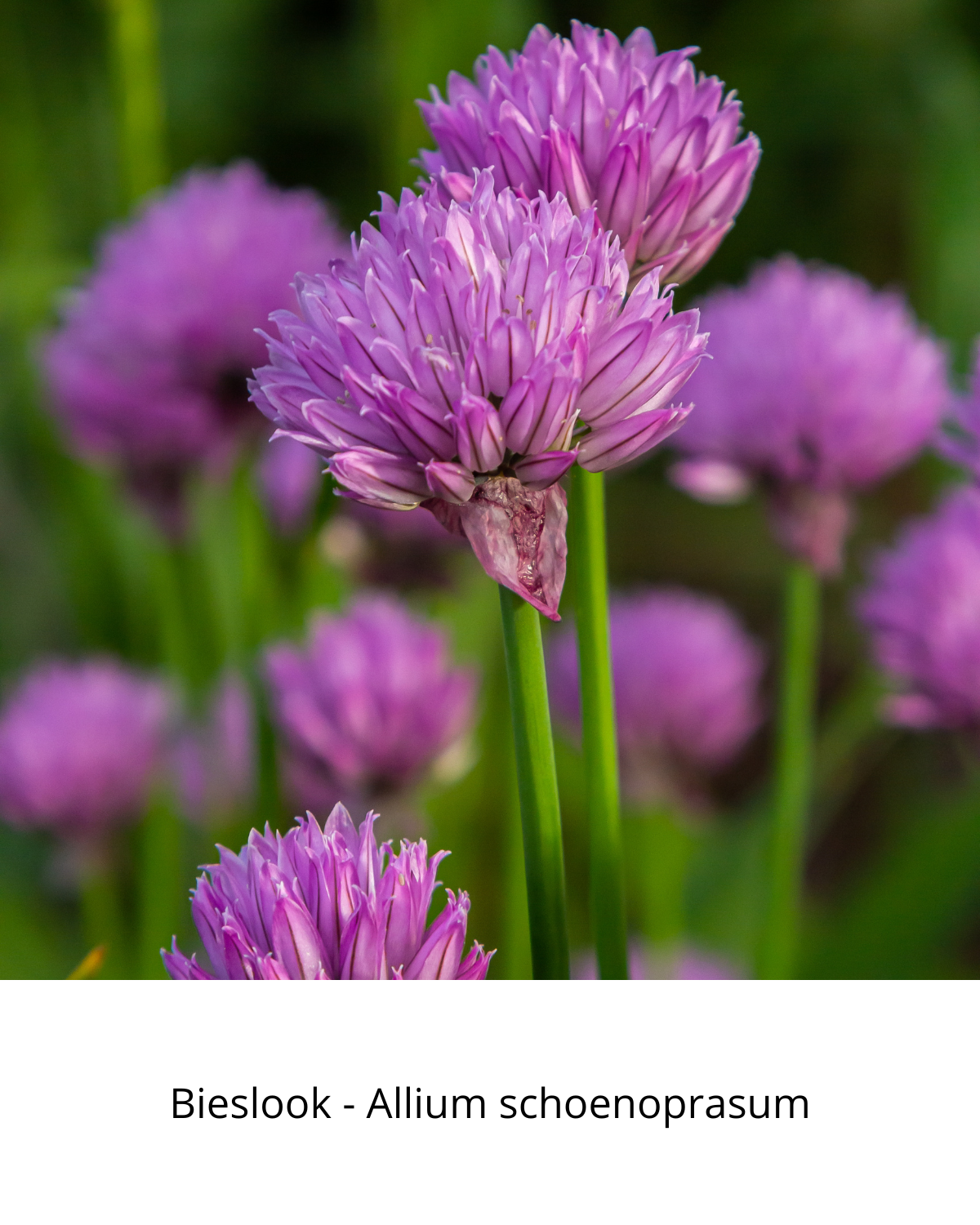 Easy Borderpakket | Country | Vanaf 3 m2