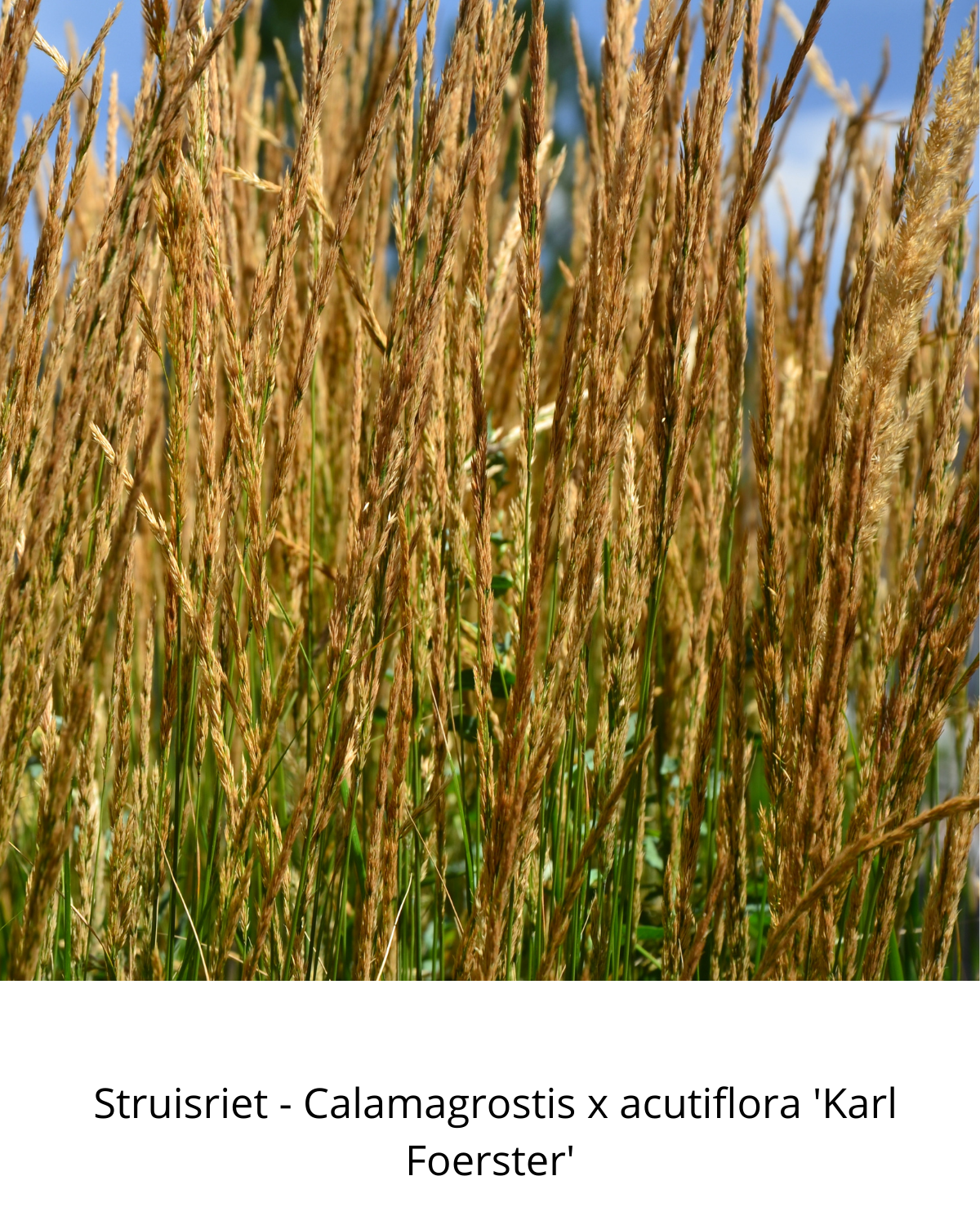 Easy Borderpakket | Bluegrass | Vanaf 3 m2