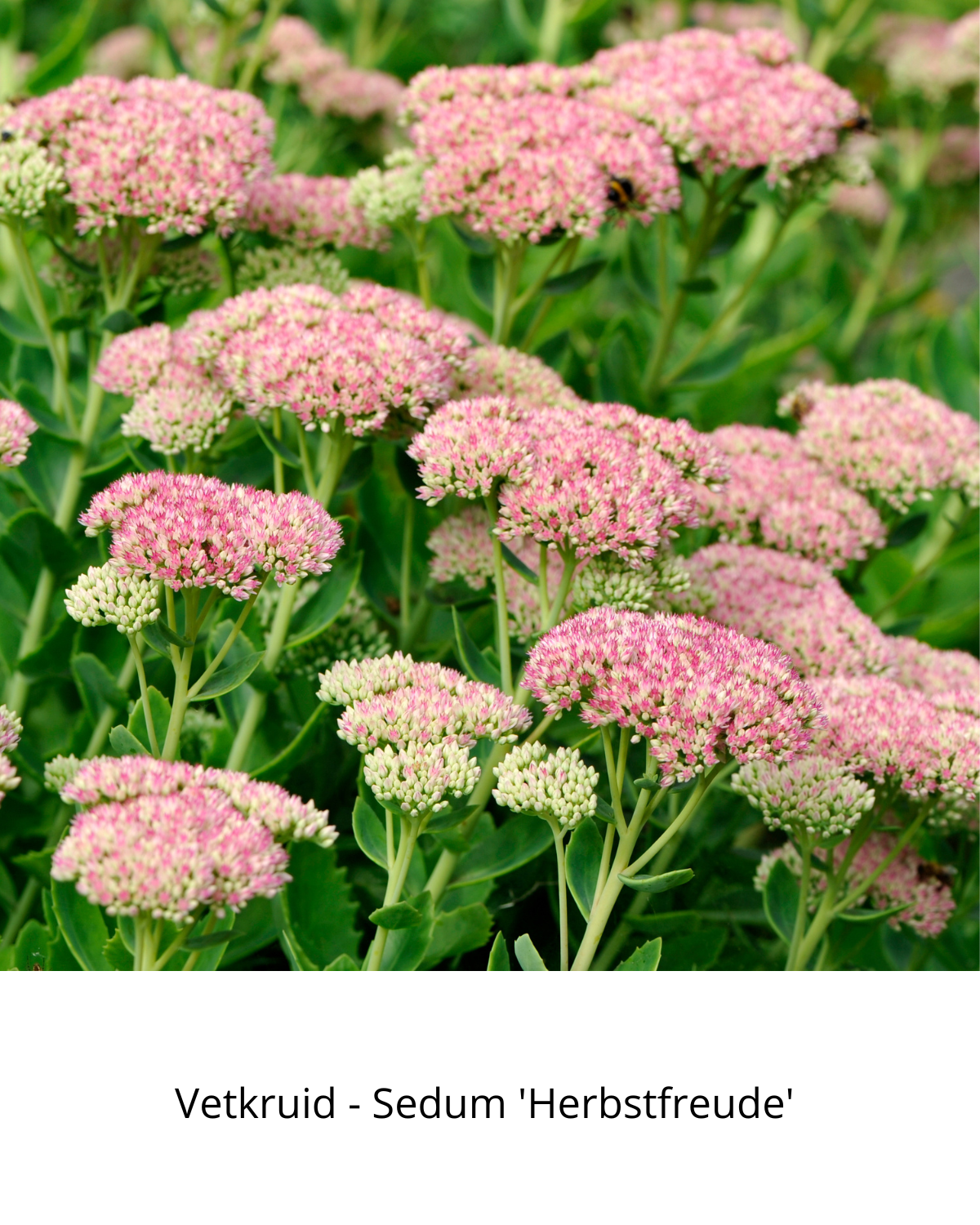 Easy Borderpakket | Disco | Vanaf 3 m2