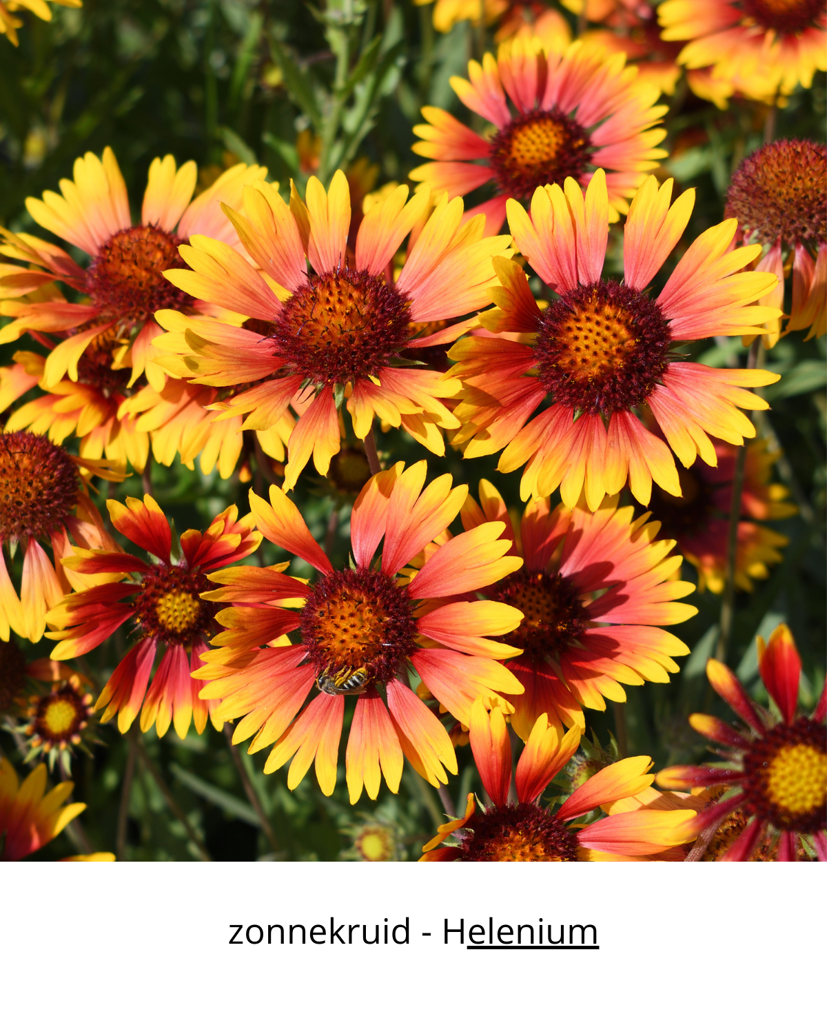 Easy Borderpakket | Happy-Hardcore | Vanaf 3 m2