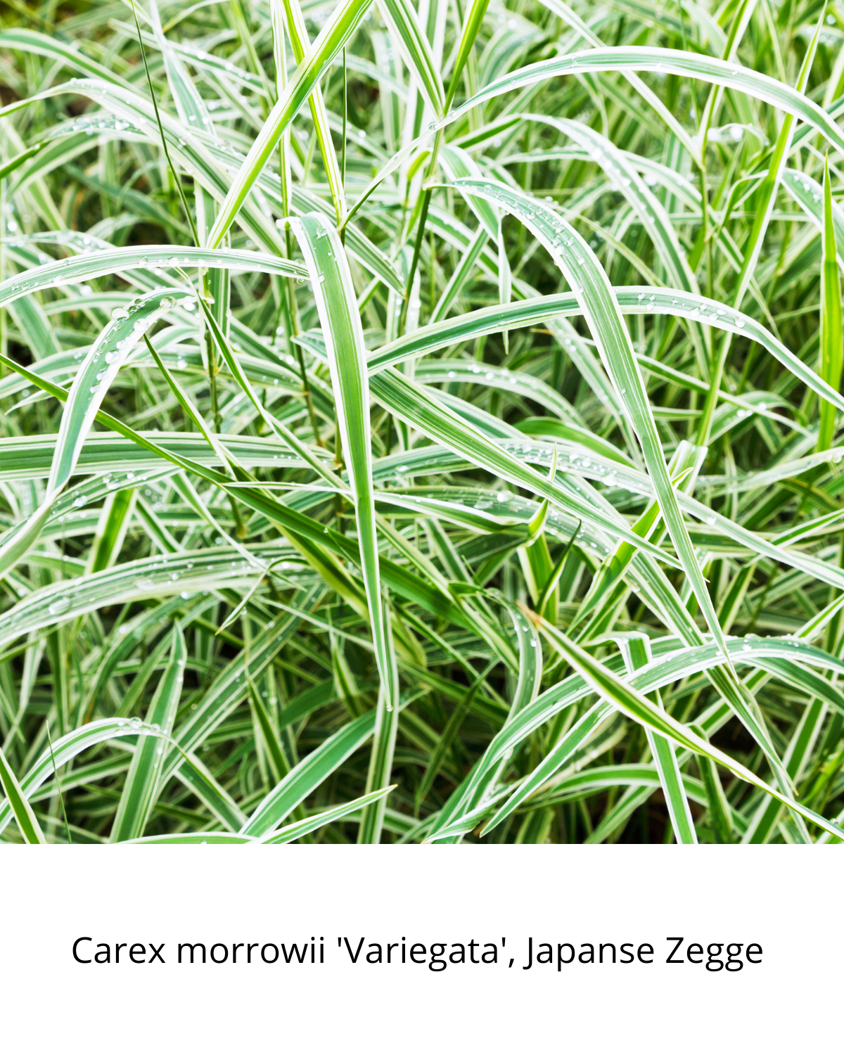 Easy Borderpakket | Lounge | Vanaf 3 m2