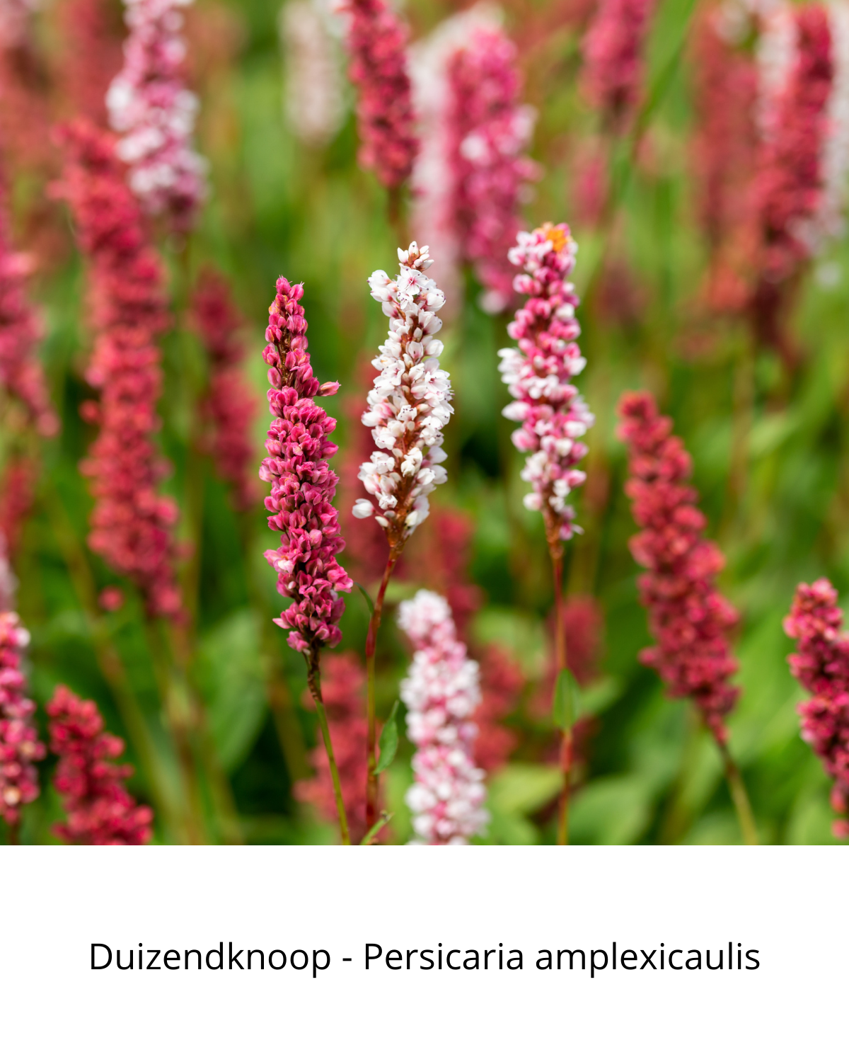 Easy Borderpakket | Bluegrass | Vanaf 3 m2