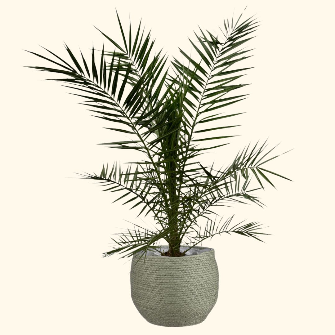 3x Phoenix Canariensis - 80 cm - Ø15