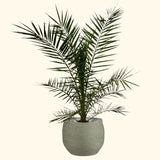 3x Phoenix Canariensis - 80 cm - Ø15