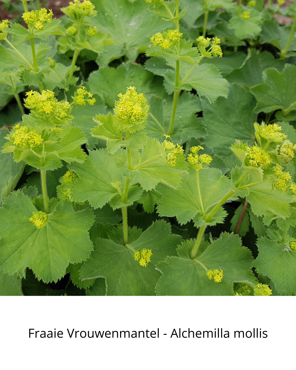 Easy Borderpakket | Disco | Vanaf 3 m2