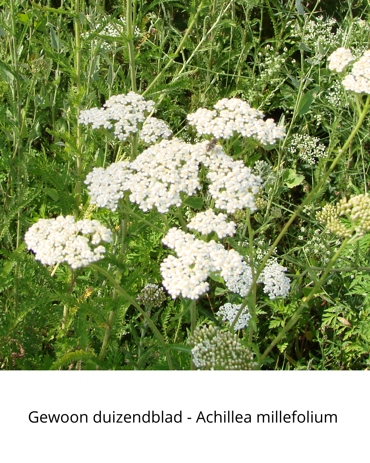 Easy Borderpakket | Rock 'n Roll | Vanaf 3 m2