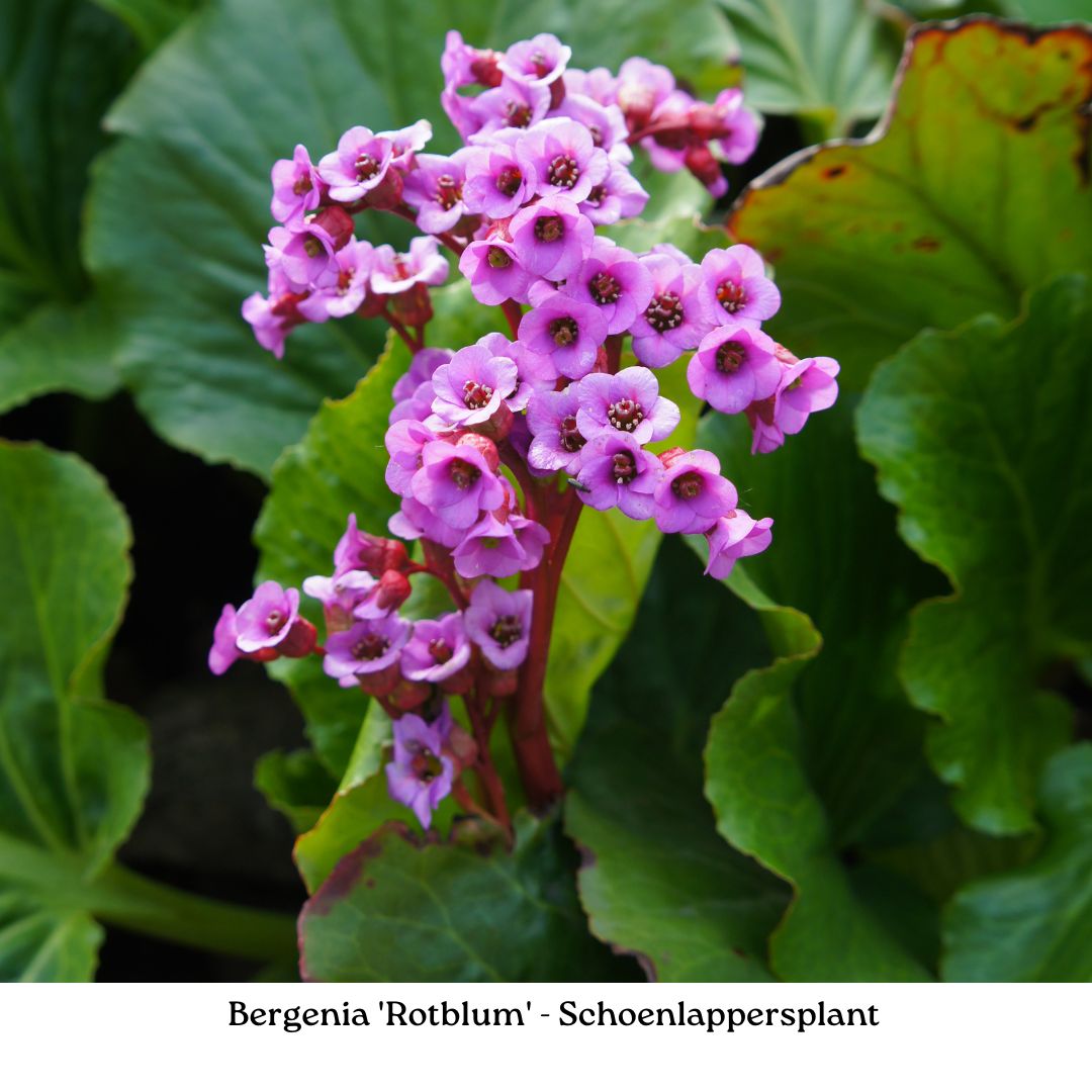 Easy Borderpakket | Mix-in-pot | Paars