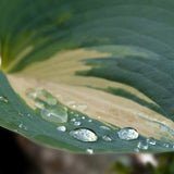 Easy Borderpakket | Mix-in-pot | Hosta